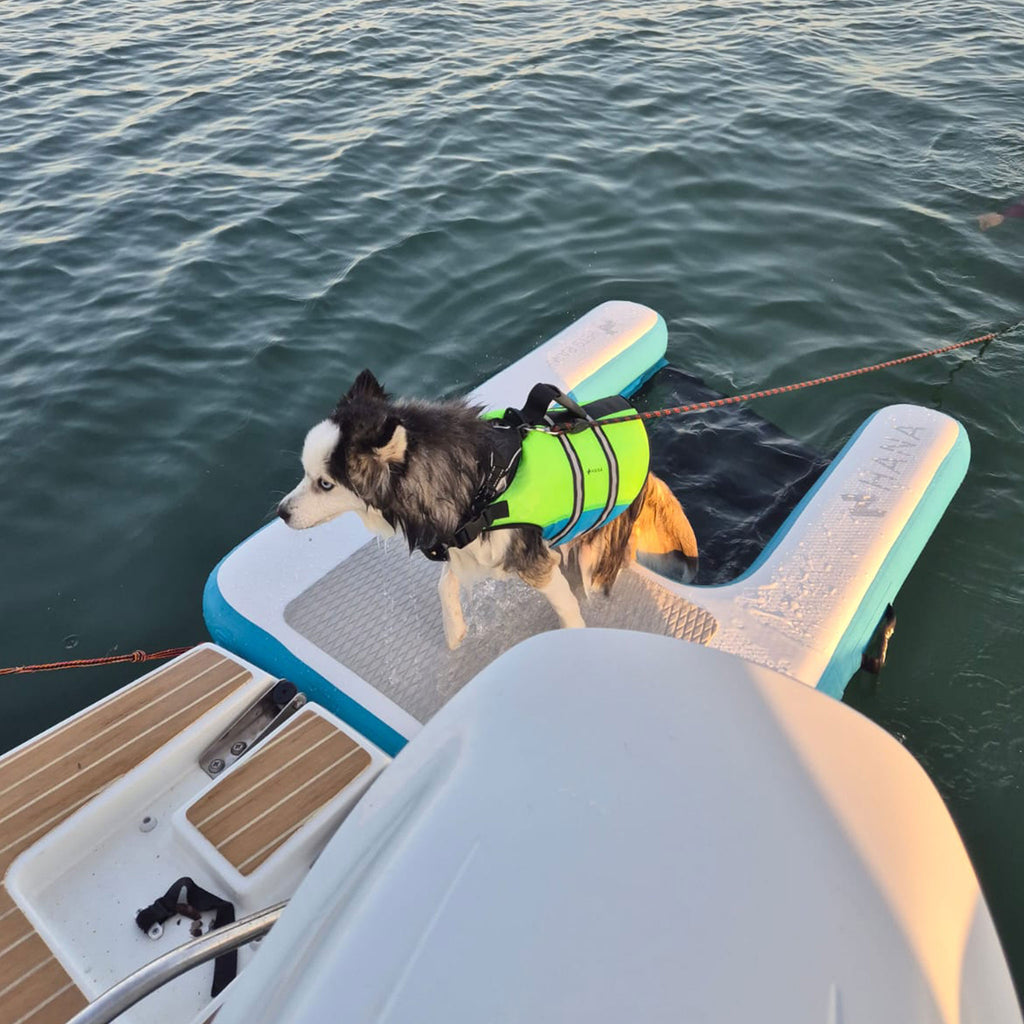 Dog wearing a life jacket on the HANA inflatable ramp moored to the back of a boat