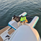 Dog wearing a life jacket on the HANA inflatable ramp moored to the back of a boat