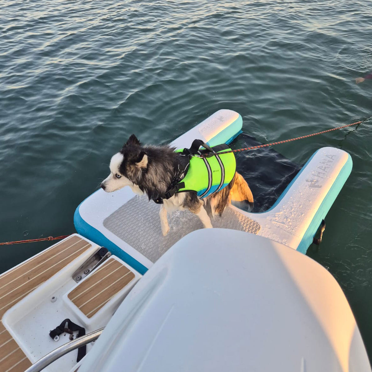 Dog wearing a life jacket on the HANA inflatable ramp moored to the back of a boat