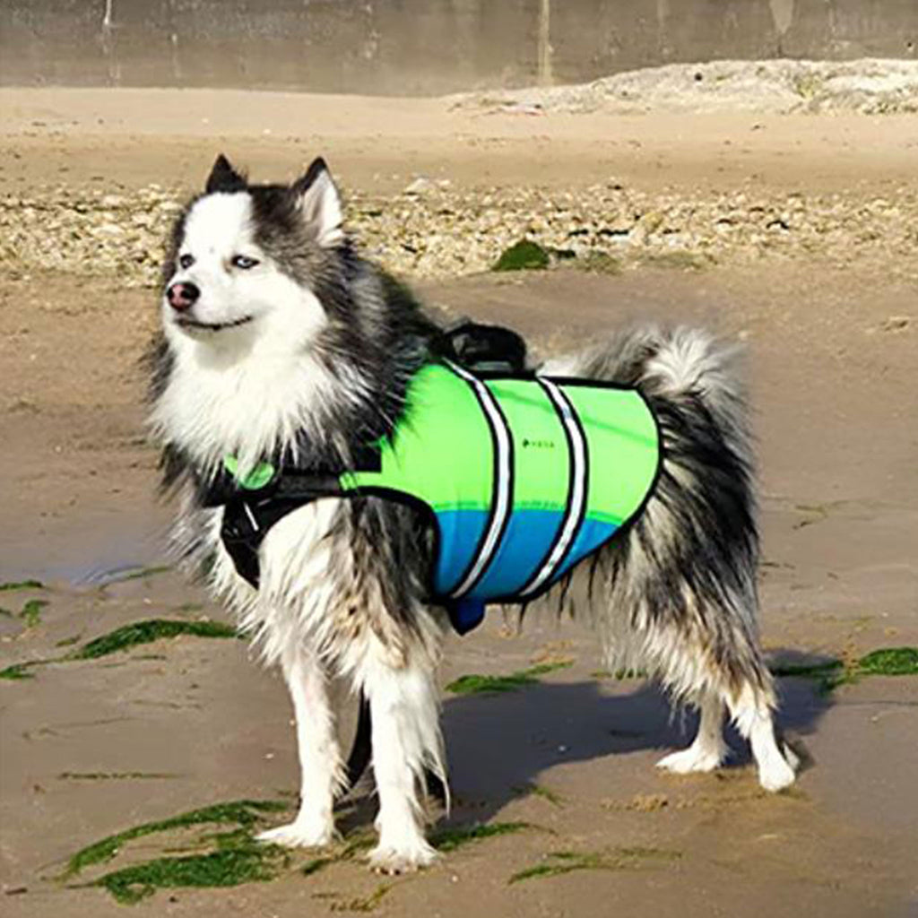 Chien sur la plage portant le gilet de sauvetage HANA bleu et vert