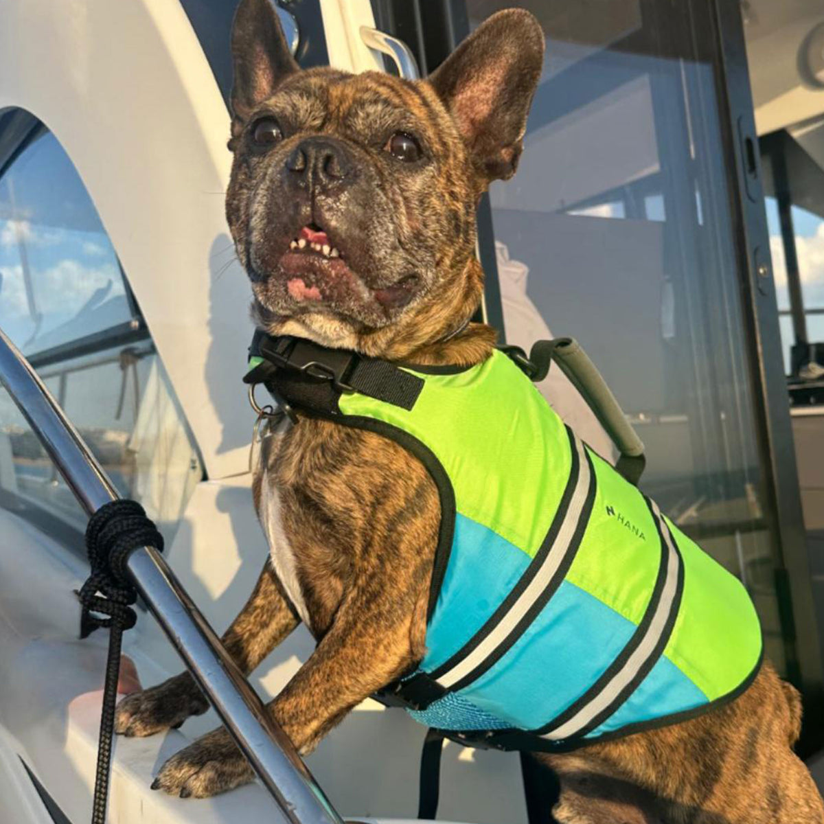 French bulldog wearing the HANA life jacket on board a boat